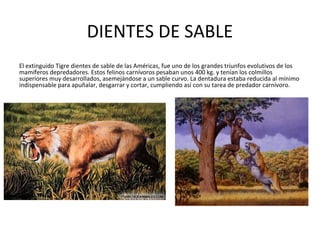 DIENTES DE SABLE
El extinguido Tigre dientes de sable de las Américas, fue uno de los grandes triunfos evolutivos de los
mamíferos depredadores. Estos felinos carnívoros pesaban unos 400 kg. y tenían los colmillos
superiores muy desarrollados, asemejándose a un sable curvo. La dentadura estaba reducida al mínimo
indispensable para apuñalar, desgarrar y cortar, cumpliendo así con su tarea de predador carnívoro.
 