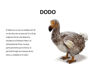 DODO

El dodo era un ave no voladora de 70
cm de alto y de un peso de 13 a 25 kg
originaria de las islas Mauricio,
situadas en el Océano Índico. Se
alimentaba de frutas. Su pico,
particularmente por la forma, le
permitía frangir las cortezas de los
cocos, y anidaba en el suelo.
 