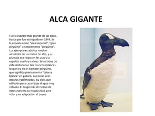 ALCA GIGANTE
Fue la especie más grande de las alcas,
hasta que fue extinguido en 1844. Se
la conocía como “alca imperial”, “gran
pingüino” o simplemente “pingüino”.
Los ejemplares adultos median
alrededor de un metro de alto, y su
plumaje era negro en las alas y la
espalda, cuello y cabeza. A los lados de
ésta destacaban dos manchas blancas,
lo que les dio el nombre: pingüino,
que significa precisamente "cabeza
blanca" en gaélico. Las patas eran
oscuras y palmeadas. Su pico, que
utilizaba para cazar bajo el agua muy
robusta. El rasgo más distintivo de
estas aves era su incapacidad para
volar y su adaptación al buceo.
 