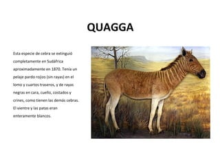 QUAGGA
Esta especie de cebra se extinguió
completamente en Sudáfrica
aproximadamente en 1870. Tenía un
pelaje pardo rojizo (sin rayas) en el
lomo y cuartos traseros, y de rayas
negras en cara, cuello, costados y
crines, como tienen las demás cebras.
El vientre y las patas eran
enteramente blancos.
 