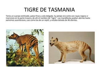 TIGRE DE TASMANIA
Tenía un cuerpo estilizado, patas finas y cola delgada. Su pelaje era corto con rayas negras o
marrones en la parte trasera, de ahí el nombre de "tigre". Las mandíbulas podían abrirse hasta
extremos asombrosos, casi como las de un reptil, y estaba dotada de 46 dientes.
 