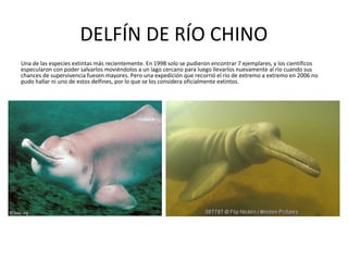 DELFÍN DE RÍO CHINO
Una de las especies extintas más recientemente. En 1998 solo se pudieron encontrar 7 ejemplares, y los científicos
especularon con poder salvarlos moviéndolos a un lago cercano para luego llevarlos nuevamente al río cuando sus
chances de supervivencia fuesen mayores. Pero una expedición que recorrió el rio de extremo a extremo en 2006 no
pudo hallar ni uno de estos delfines, por lo que se los considera oficialmente extintos.
 