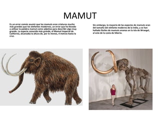 MAMUT
Es un error común asumir que los mamuts eran criaturas mucho          Sin embargo, la mayoría de las especies de mamuts eran
más grandes que los elefantes modernos, un error que ha llevado       del tamaño del elefante moderno de la India, y se han
a utilizar la palabra mamut como adjetivo para describir algo muy
grande. La especie conocida más grande, el Mamut Imperial de          hallado fósiles de mamuts enanos en la isla de Wrangel,
California, alcanzaba la altura de, por lo menos, 4 metros hasta la   al este de la costa de Siberia.
cruz.
 