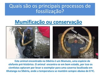 Quais são os principais processos de 
             fossilização? 
       Mumificação ou conservação 
                                                     Ida
                                                        de
                                                             
                                                       23 ap r o
                                                          m xi
                                                              il a ma
                                                                  n o da
                                                                     s.  – 




      Este animal encontrado na Sibéria é um Mamute, uma espécie de 
 elefante pré‐histórico. O animal  encontra‐se em bom estado, por isso os 
 cientistas optaram por levar o exemplar para uma caverna localizada em 
Khatanga na Sibéria, onde a temperatura se mantém sempre abaixo de 0 ºC. 
 