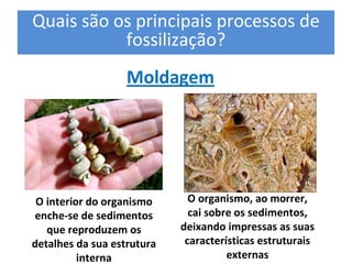 Quais são os principais processos de 
           fossilização? 
                   Moldagem 




 O interior do organismo       O organismo, ao morrer, 
 enche‐se de sedimentos        cai sobre os sedimentos, 
   que reproduzem os         deixando impressas as suas 
detalhes da sua estrutura     características estruturais 
          interna                      externas
 
