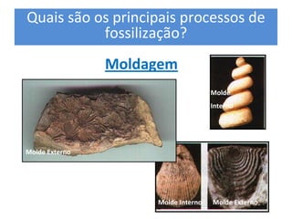 Quais são os principais processos de 
           fossilização? 
                 Moldagem 
                                        Molde 
                                        Interno




Molde Externo 




                       Molde Interno    Molde Externo 
 