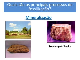 Quais são os principais processos de 
           fossilização? 
          Mineralização 




                       Troncos petrificados
 