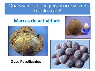 Quais são os principais processos de 
           fossilização? 
     Marcas de actividade 
                                       Molde 
                                       Interno 




Molde Externo 




  Ovos Fossilizados
                      Molde Interno    Molde Externo 
 