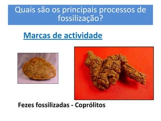 Quais são os principais processos de 
           fossilização? 
  Marcas de actividade 
                                         Molde 
                                         Interno 




Fezes fossilizadas ‐ Coprólitos
                        Molde Interno    Molde Externo 
 