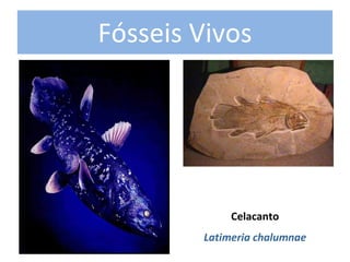 Fósseis Vivos 




              Celacanto 
         Latimeria chalumnae
 
