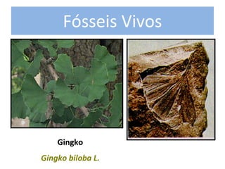 Fósseis Vivos 




    Gingko 
Gingko biloba L.
 