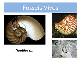 Fósseis Vivos 




Nautilus sp.
 