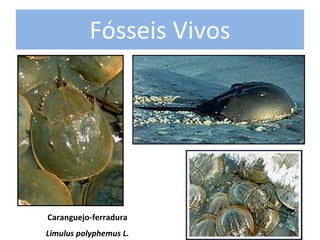 Fósseis Vivos 




Caranguejo‐ferradura 
Limulus polyphemus L.
 