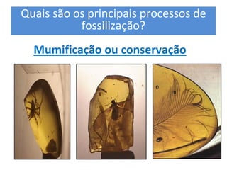 Quais são os principais processos de 
           fossilização? 
  Mumificação ou conservação
 