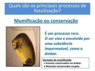 Quais são os principais processos de 
fossilização? 
Mumificação ou conservação 
É um processo raro. 
O ser vivo e envolvido por 
uma substância 
impermeável, como o 
âmbar. 
Exemplos de mumificação: 
· Insectos conservados em âmbar. 
· Mamutes conservados no gelo.
 
