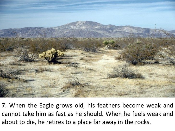 7 Principles Of Eagle 1