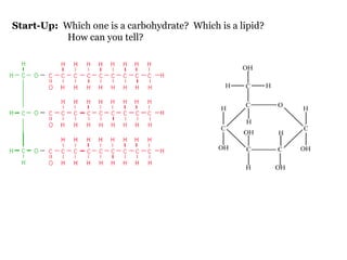   Start-Up:   Which one is a carbohydrate?  Which is a lipid?  How can you tell? 