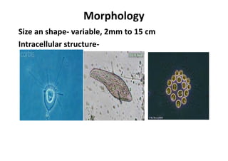 Morphology
Size an shape- variable, 2mm to 15 cm
Intracellular structure-
 