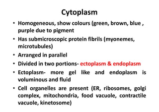 Cytoplasm
• Homogeneous, show colours (green, brown, blue ,
purple due to pigment
• Has submicroscopic protein fibrils (myonemes,
microtubules)
• Arranged in parallel
• Divided in two portions- ectoplasm & endoplasm
• Ectoplasm- more gel like and endoplasm is
voluminous and fluid
• Cell organelles are present (ER, ribosomes, golgi
complex, mitochondria, food vacuole, contractile
vacuole, kinetosome)
 