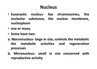 Nucleus
• Eucaryotic nucleus- has chromosomes, the
nucleolar substance, the nuclear membrane,
nucleoplasm
• one or many
• Some have two-
a. Macronucleus- large in size, controls the metabolic
the metabolic activities and regeneration
processes
b. Micronucleus- small in size concerned with
reproductive activity
 