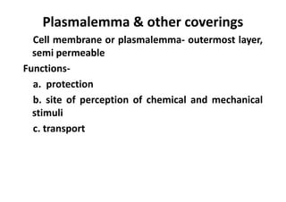 Plasmalemma & other coverings
Cell membrane or plasmalemma- outermost layer,
semi permeable
Functions-
a. protection
b. site of perception of chemical and mechanical
stimuli
c. transport
 