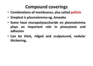 Compound coverings
• Combinations of membranes, also called pellicle
• Simplest is plasmalemma eg, Amoeba
• Some have mucopolysaccharide on plasmalemma
plays an important role in pinocytosis and
adhesion
• Can be thick, ridged and sculputured, nodular
thickening,
 
