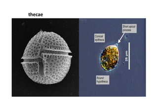 thecae
 