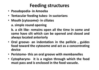 Feeding structures
• Pseudopodia- in Amoeba
• Tentacular feeding tubes- in suctorians
• Mouth (cytosome)- in ciliates
a. simple round opening
b. a slit like- remains open all the time in some and
some have slit which can be opened and closed and
always located anteriorly
• Oral groove- an indentation in the pellicle , guides
food toward the cytosome and act as a concentrating
device
• Peristome- this an oral groove with membanelles
• Cytopharynx- it is a region through which the food
must pass and is enclosed in the food vacuole.
 