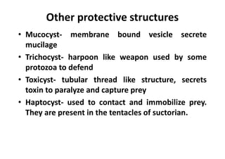 Other protective structures
• Mucocyst- membrane bound vesicle secrete
mucilage
• Trichocyst- harpoon like weapon used by some
protozoa to defend
• Toxicyst- tubular thread like structure, secrets
toxin to paralyze and capture prey
• Haptocyst- used to contact and immobilize prey.
They are present in the tentacles of suctorian.
 