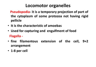 Locomotor organelles
Pseudopodia- it is a temporary projection of part of
the cytoplasm of some protozoa not having rigid
pellicle
• It is the characteristic of amoebas
• Used for capturing and engulfment of food
Flagella -
• fine filamentous extension of the cell, 9+2
arrangement
• 1-8 per cell
 