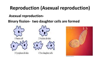 Reproduction (Asexual reproduction)
Asexual reproduction-
Binary fission- two daughter cells are formed
 