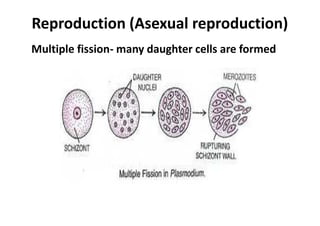 Reproduction (Asexual reproduction)
Multiple fission- many daughter cells are formed
 