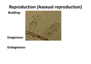 Reproduction (Asexual reproduction)
Budding-
Exogenous-
Endogenous-
 