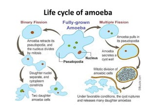 Life cycle of amoeba
 