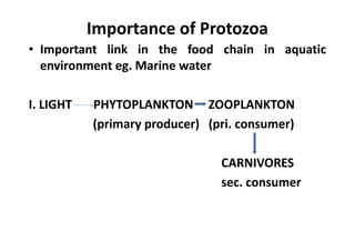 Importance of Protozoa
• Important link in the food chain in aquatic
environment eg. Marine water
I. LIGHT PHYTOPLANKTON ZOOPLANKTON
(primary producer) (pri. consumer)
CARNIVORES
sec. consumer
 