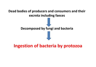 Dead bodies of producers and consumers and their
excreta including faeces
Decomposed by fungi and bacteria
Ingestion of bacteria by protozoa
 