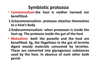 Symbiotic protozoa
• Commensalism-the host is neither harmed nor
benefitted-
1.Ectocommensalism- protozoa attaches themselves
to a host’s body
2.Endocommensalism- when protozoan is inside the
host eg. The protozoa inside the gut of the host
• Mutualism- both the parasite and the host are
benefitted. Eg, the flagellates in the gut of termite
digest woody materials consumed by termites.
These are converted into glycogenous substances
used by the host. In absence of each other both
perish
 