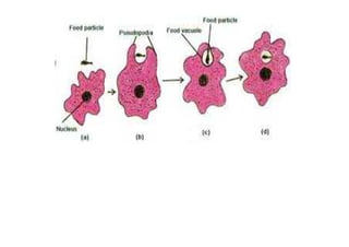 Life cycle of amoeba
 