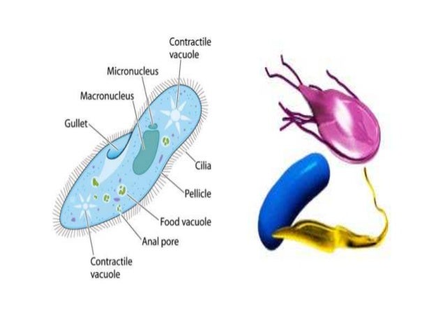 Protozoa >> Protozoa Protozoa >> Protozoa