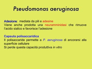 Pseudomonas aeruginosa Adesione :  mediata da pili e  adesine   Viene anche prodotta una  neuramminidasi  che rimuove l’acido sialico e favorisce l’adesione Capsula polisaccaridica   Il polisaccaride permette a  P. aeruginosa  di ancorarsi alla superficie cellulare Si perde questa capacità produttiva  in vitro 