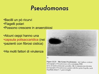 Pseudomonas Bacilli un pò ricurvi Flagelli polari Possono crescere in anaerobiosi Alcuni ceppi hanno una  capsula polisaccaridica  (nei  pazienti con fibrosi cistica) Ha molti fattori di virulenza 