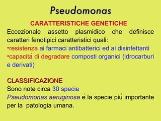 Pseudomonas CARATTERISTICHE GENETICHE   Eccezionale assetto plasmidico che definisce caratteri fenotipici caratteristici quali:  resistenza  ai farmaci antibatterici ed ai disinfettanti capacità di degradare  composti organici (idrocarburi e derivati)   CLASSIFICAZIONE Sono note circa  30 specie Pseudomonas aeruginosa  è la specie più importante per la  patologia umana.   