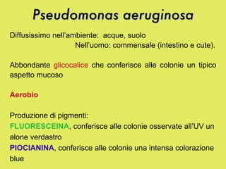 Pseudomonas aeruginosa Diffusissimo nell’ambiente:  acque, suolo  Nell’uomo: commensale (intestino e cute). Abbondante  glicocalice  che conferisce alle colonie un tipico aspetto mucoso Aerobio Produzione di pigmenti:  FLUORESCEINA , conferisce alle colonie osservate all’UV un alone verdastro  PIOCIANINA , conferisce alle colonie una intensa colorazione blue 
