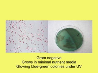 Gram negative Grows in minimal nutrient media Glowing blue-green colonies under UV 