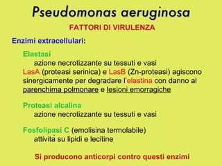 Pseudomonas aeruginosa FATTORI DI VIRULENZA Enzimi extracellulari :   Elastasi azione necrotizzante su tessuti e vasi  LasA  (proteasi serinica) e  LasB  (Zn-proteasi) agiscono sinergicamente per degradare l’ elastina  con danno al  parenchima polmonare  e  lesioni emorragiche Proteasi alcalina azione necrotizzante su tessuti e vasi Fosfolipasi C  (emolisina termolabile)  attività su lipidi e lecitine Si producono anticorpi contro questi enzimi 