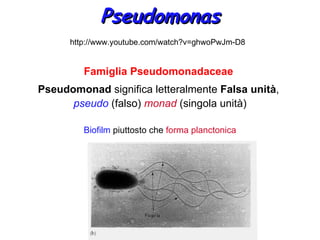 Pseudomonas
      http://www.youtube.com/watch?v=ghwoPwJm-D8


         Famiglia Pseudomonadaceae
Pseudomonad significa letteralmente Falsa unità,
      pseudo (falso) monad (singola unità)

         Biofilm piuttosto che forma planctonica
 