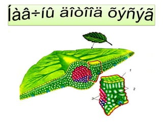 Íàâ÷íûäîòîîäõýñýã