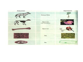 C:\Documents and Settings\Administrator\My Documents\uzuulen\amitan urgamal.jpg 