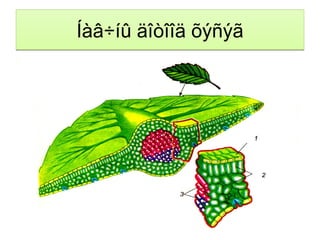 3.Óðãàìëûí ýäèéí á¿òýö,¿¿ðãèéã ñóäàëæ ìýäýõ 