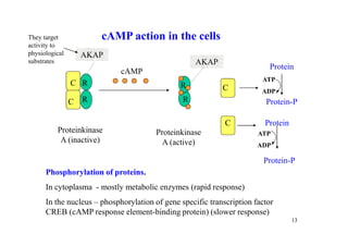 Akap Camp R Domain Ridd Riad 7 regulation of metabolism | PDF